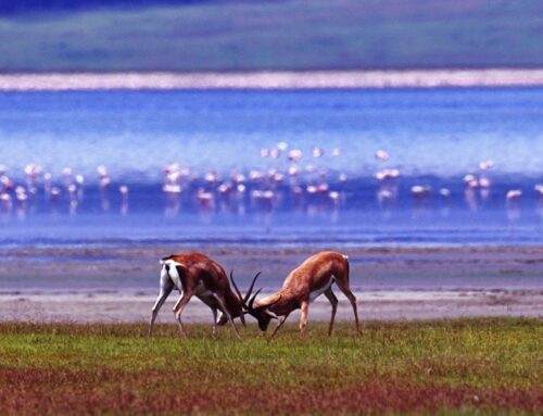 03 Days Ngorongoro & Lake Manyara Safari